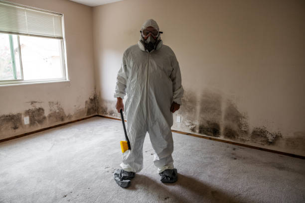 Mold Odor Removal Services in San Antonio Heights, CA